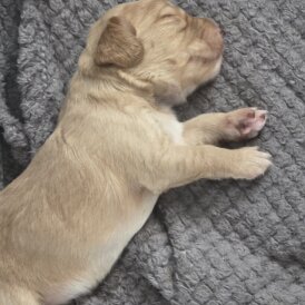 Cocker Spaniel (Show) - Both