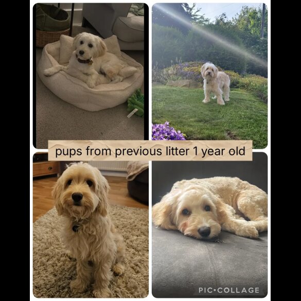Cocker Spaniel (Show) - Both
