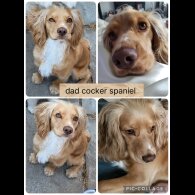 Cocker Spaniel (Show) - Both