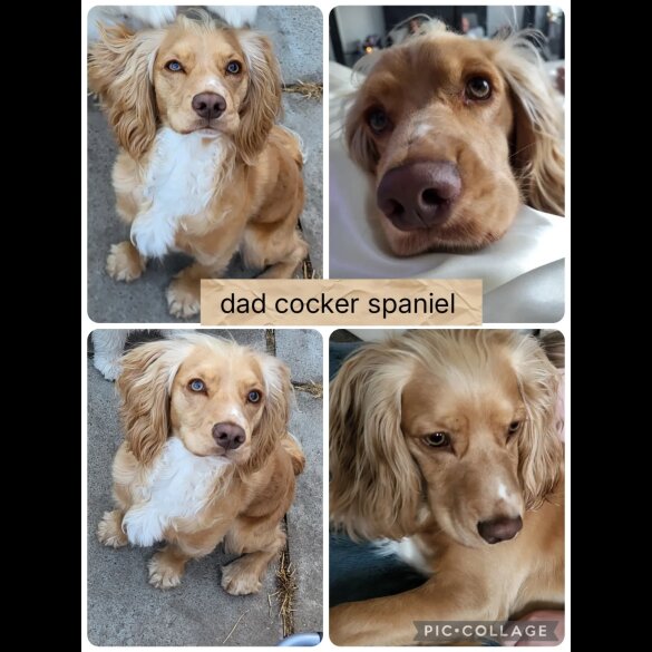 Cocker Spaniel (Show) - Both