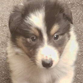 Rough Collie - Both