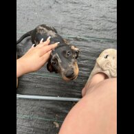 Dachshund (Smooth Haired) - Dogs