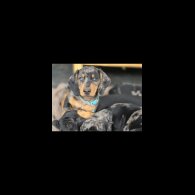 Dachshund (Smooth Haired) - Dogs