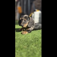 Dachshund (Smooth Haired) - Dogs