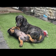Dachshund (Smooth Haired) - Dogs