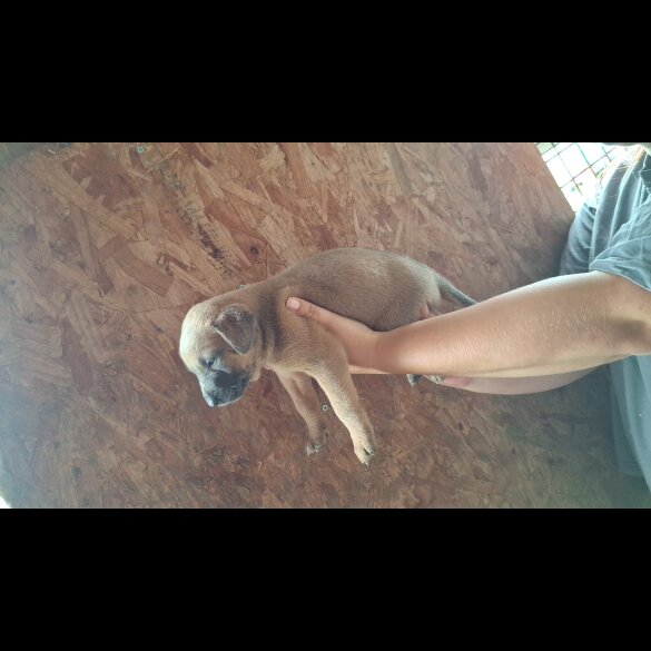 Belgian Shepherd Dog (Tervuren) - Both