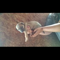 Belgian Shepherd Dog (Tervuren) - Both