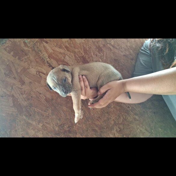 Belgian Shepherd Dog (Tervuren) - Both