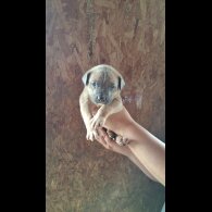 Belgian Shepherd Dog (Tervuren) - Both