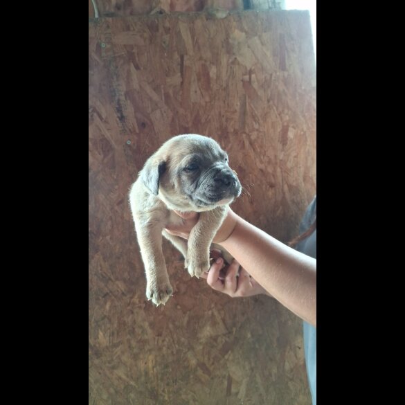 Belgian Shepherd Dog (Tervuren) - Both