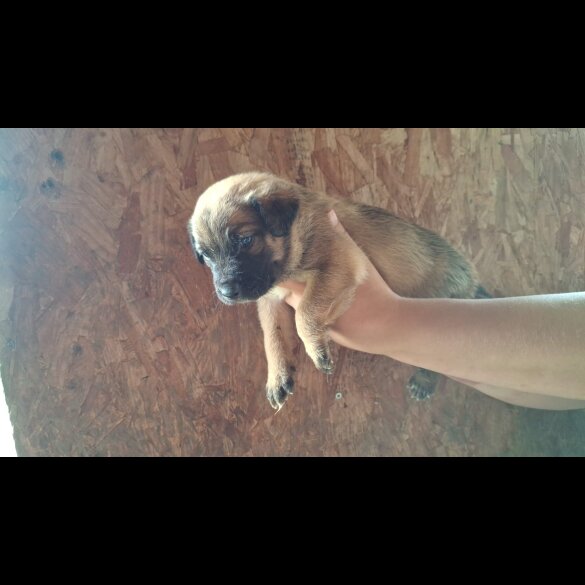 Belgian Shepherd Dog (Tervuren) - Both