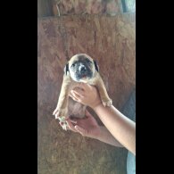 Belgian Shepherd Dog (Tervuren) - Both