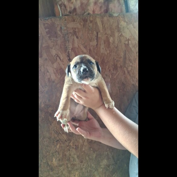 Belgian Shepherd Dog (Tervuren) - Both