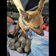 Belgian Shepherd Dog (Tervuren) - Both