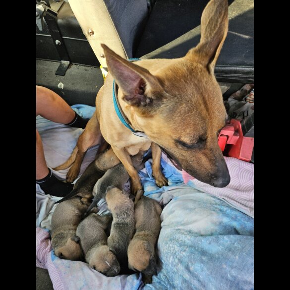 Belgian Shepherd Dog (Tervuren) - Both