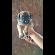 Belgian Shepherd Dog (Tervuren) - Both