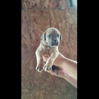 Belgian Shepherd Dog (Tervuren) - Both