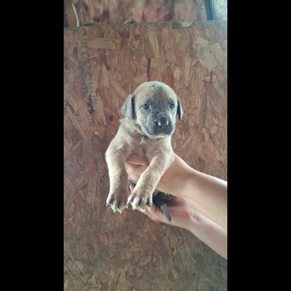 Belgian Shepherd Dog (Tervuren) - Both