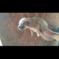 Belgian Shepherd Dog (Tervuren) - Both