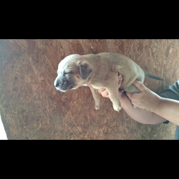 Belgian Shepherd Dog (Tervuren) - Both