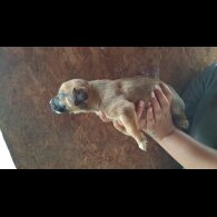 Belgian Shepherd Dog (Tervuren) - Both