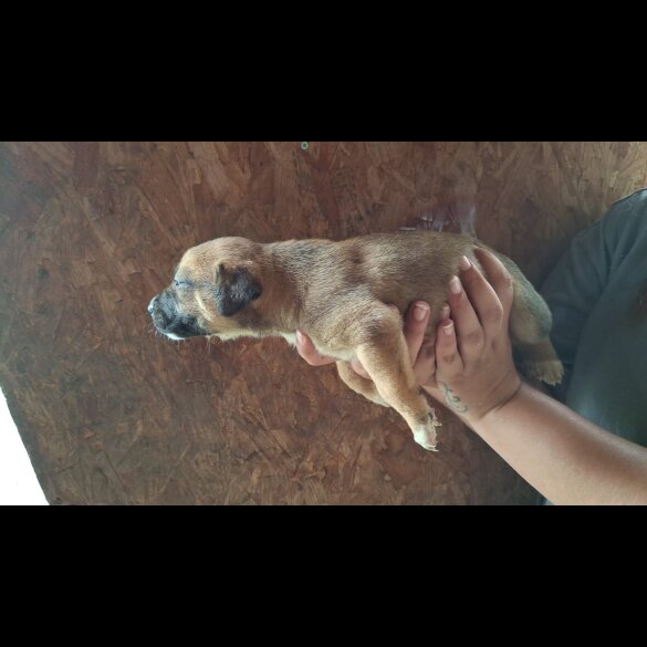 Belgian Shepherd Dog (Tervuren) - Both