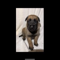 Belgian Shepherd Dog (Tervuren) - Both
