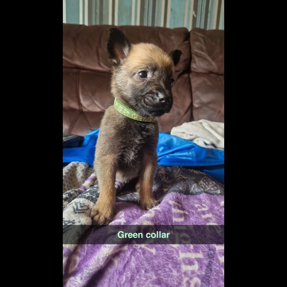Belgian Shepherd Dog (Groenendael) - Both