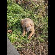 Belgian Shepherd Dog (Tervuren) - Both