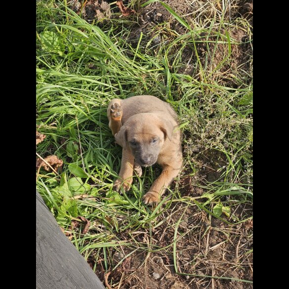 Belgian Shepherd Dog (Tervuren) - Both