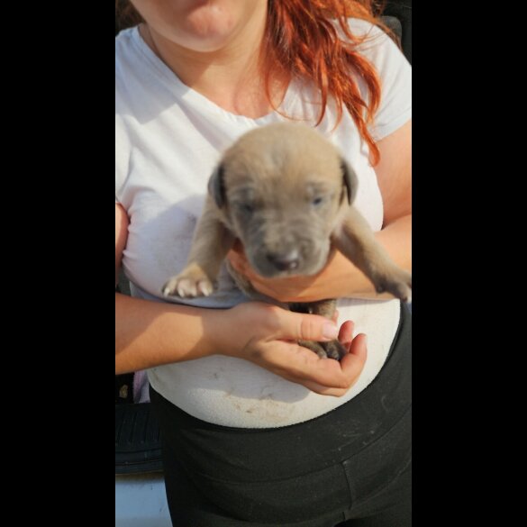 Belgian Shepherd Dog (Tervuren) - Both
