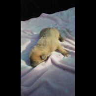 Belgian Shepherd Dog (Tervuren) - Both