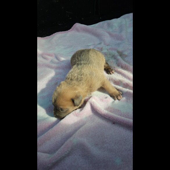 Belgian Shepherd Dog (Tervuren) - Both