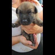 Belgian Shepherd Dog (Tervuren) - Both
