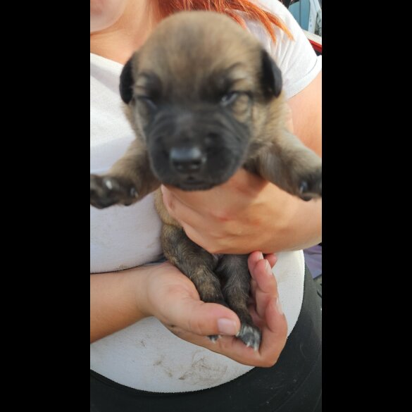 Belgian Shepherd Dog (Tervuren) - Both