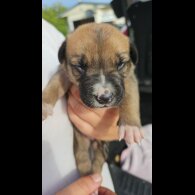 Belgian Shepherd Dog (Tervuren) - Both