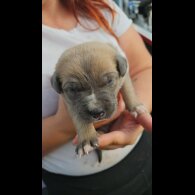 Belgian Shepherd Dog (Tervuren) - Both