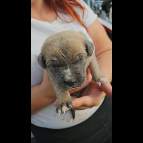 Belgian Shepherd Dog (Tervuren) - Both