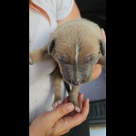 Belgian Shepherd Dog (Tervuren) - Both