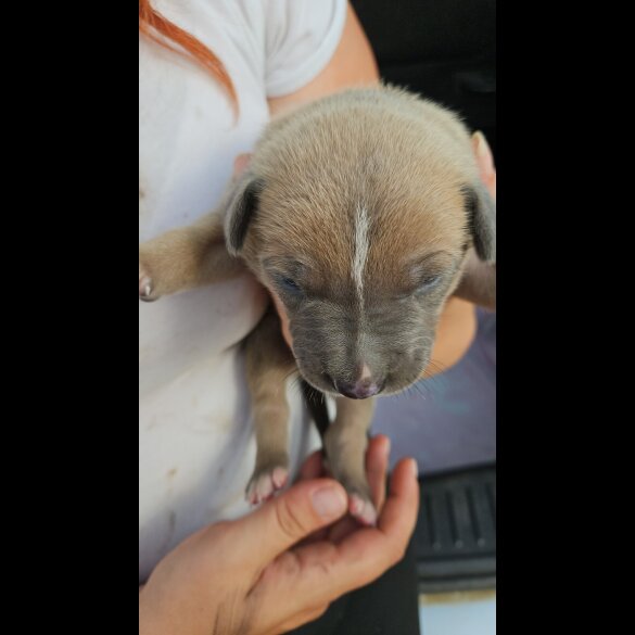 Belgian Shepherd Dog (Tervuren) - Both