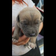Belgian Shepherd Dog (Tervuren) - Both
