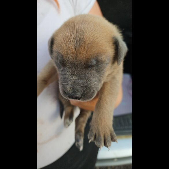 Belgian Shepherd Dog (Tervuren) - Both
