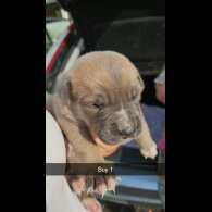 Belgian Shepherd Dog (Tervuren) - Both