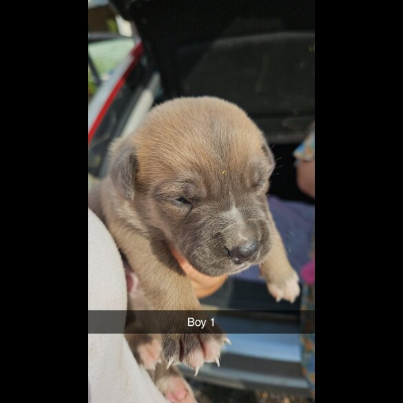Belgian Shepherd Dog (Tervuren) - Both