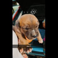 Belgian Shepherd Dog (Tervuren) - Both