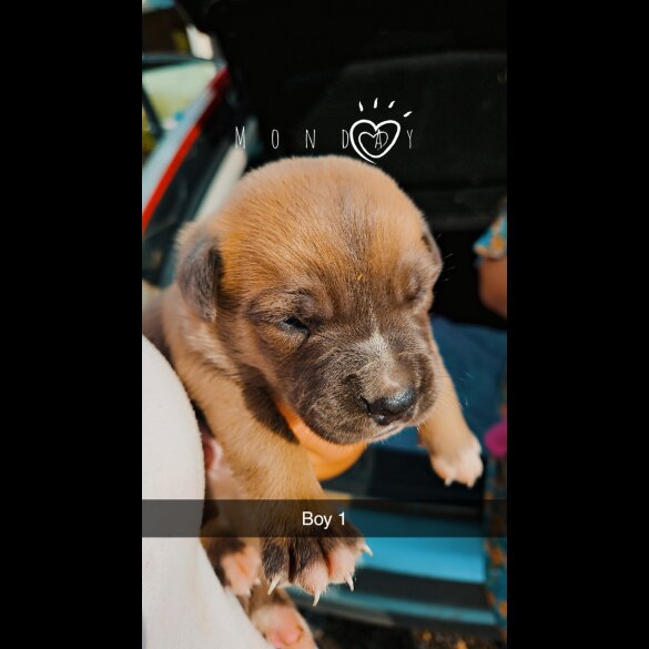 Belgian Shepherd Dog (Tervuren) - Both