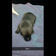 Belgian Shepherd Dog (Tervuren) - Both