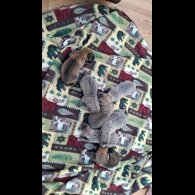 Belgian Shepherd Dog (Tervuren) - Both