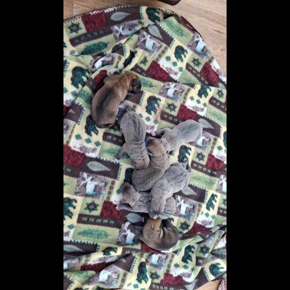 Belgian Shepherd Dog (Tervuren) - Both