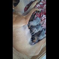 Belgian Shepherd Dog (Tervuren) - Both